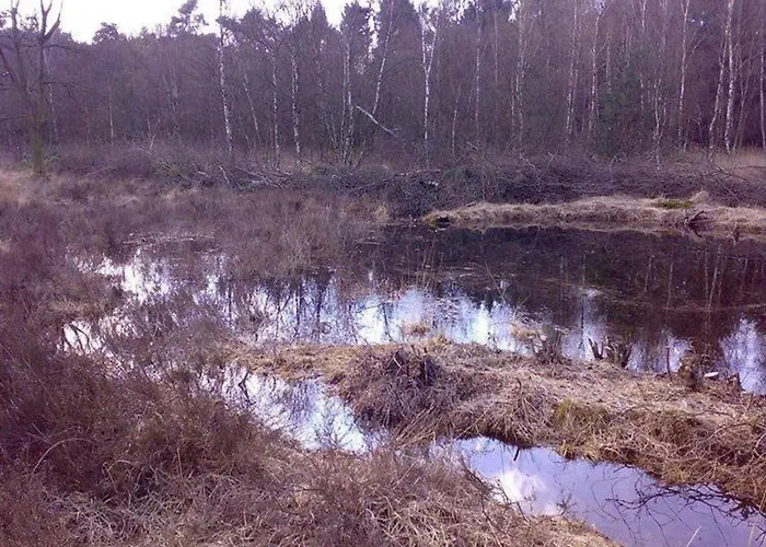 Family With Go-karts *