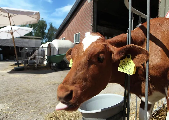 Family With Go-karts *